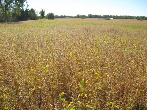 Property photo 15 - 80 Acres Offered in 4 Tracts - Horse Farm